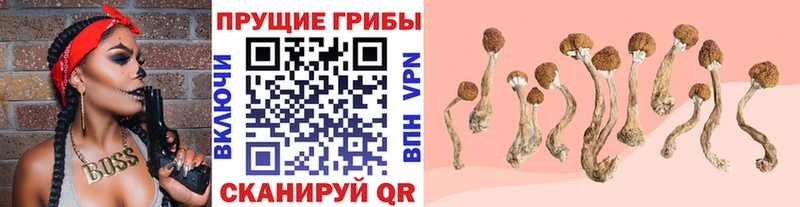 купить закладку  Ладушкин  Галлюциногенные грибы Cubensis 